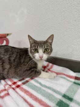 Domestic Short Hair Cats Available for Adoption in Las Vegas, Nevada - Penelope | PetCurious