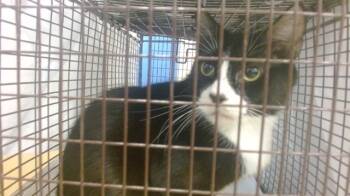 Rescue Domestic Short Hair Cats for Adoption in Doral, Florida - PRINCESS | PetCurious