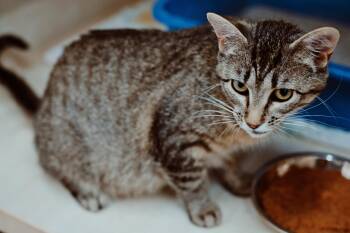 Domestic Short Hair Cats Available for Adoption in Le Mars, Iowa - Jade | PetCurious