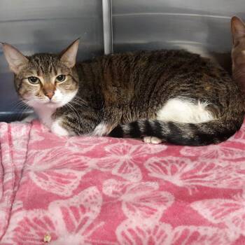 Domestic Short Hair Cats Available for Adoption - Snooky | PetCurious