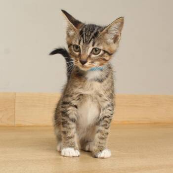 Lizard C70127 -  Domestic Short Hair Cat for Adoption in Minnetonka, Minnesota - Lizard C70127 | PetCurious