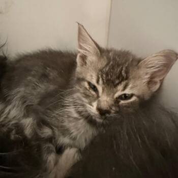 Domestic Short Hair Cats Available for Adoption in Kanab, Utah - Fruit Stripe | PetCurious