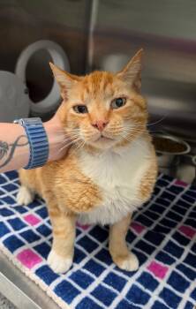 Wesley -  Domestic Short Hair Cat Available for Adoption in Athens, Tennessee - Wesley | PetCurious