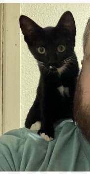 Bonnie - Riley Fuzzell -  Domestic Short Hair Cat for Adoption in Spring, Texas - Bonnie - Riley Fuzzell | PetCurious