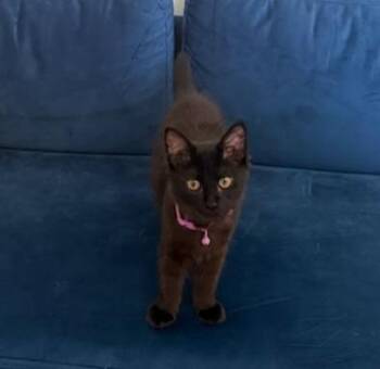 Cortado -  Domestic Medium Hair and Domestic Short Hair Cat for Adoption in Atlanta, Georgia - Cortado | PetCurious