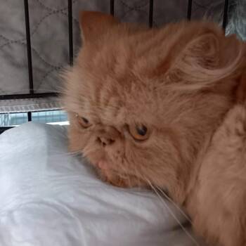 Rescue Exotic Shorthair Cats for Adoption in Westminster, California - WAGS-Stray-20201 | PetCurious