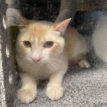 Domestic Short Hair Cats Available for Adoption - Canelo | PetCurious