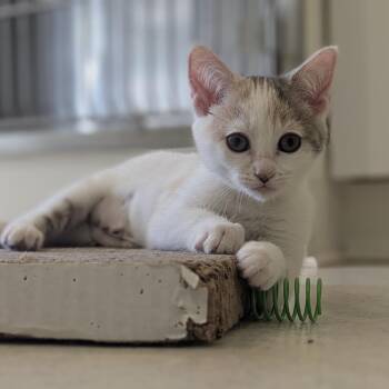 Eleanor -  Domestic Short Hair Cat for Adoption in Fenton, Michigan - Eleanor | PetCurious