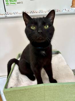 Rescue Domestic Short Hair Cats for Adoption in Medina, Ohio - Brandon | PetCurious