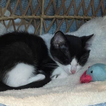 American Shorthair Cats Available for Adoption in Santa Rosa Beach, Florida - Benny | PetCurious