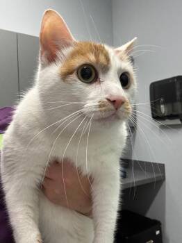 Domestic Short Hair Cats Available for Adoption in Bloomington, Indiana - Bubby | PetCurious