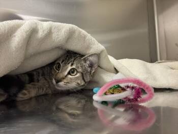 NUNU -  Domestic Short Hair Cat for Adoption in Colorado Springs, Colorado - NUNU | PetCurious