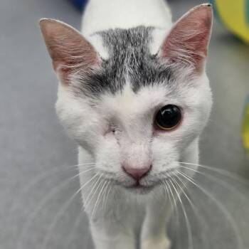 Egg -  Domestic Short Hair Cat for Adoption in Lakewood, Colorado - Egg | PetCurious