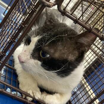 Gary -  Domestic Short Hair Cat for Adoption in Galveston, Texas - Gary | PetCurious