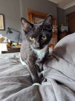 Rescue Domestic Short Hair Cats for Adoption - Bubblegum | PetCurious