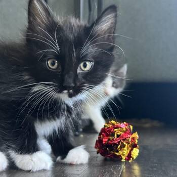 Asiago -  Domestic Short Hair Cat for Adoption in Wichita, Kansas - Asiago | PetCurious