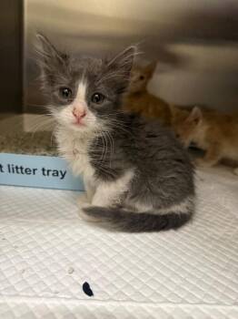 Autumn -  Domestic Short Hair Cat for Adoption in Hobbs, New Mexico - Autumn | PetCurious