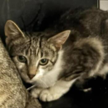 Spring -  Domestic Short Hair Cat for Adoption in Brighton, Missouri - Spring | PetCurious