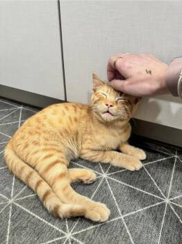 Domestic Short Hair Cats Available for Adoption - Normal Norman | PetCurious