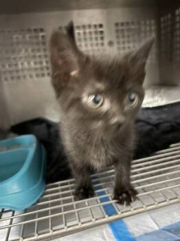 PROP -  Domestic Short Hair Cat for Adoption in Chester, South Carolina - PROP | PetCurious