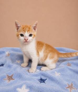 Cantelope -  Domestic Short Hair Cat for Adoption in Lafayette, Louisiana - Cantelope | PetCurious