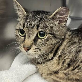 Emma Lou -  Domestic Short Hair Cat for Adoption in Martinsville, Virginia - Emma Lou | PetCurious