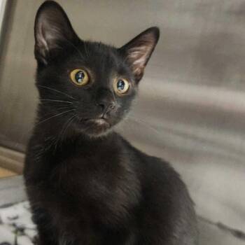 Get Me A McGriddle -  Domestic Short Hair Cat for Adoption in Davenport, Iowa - Get Me A McGriddle | PetCurious