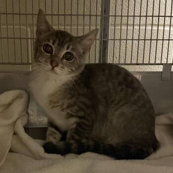 Rhea -  Domestic Short Hair Cat for Adoption in Bristol, Indiana - Rhea | PetCurious