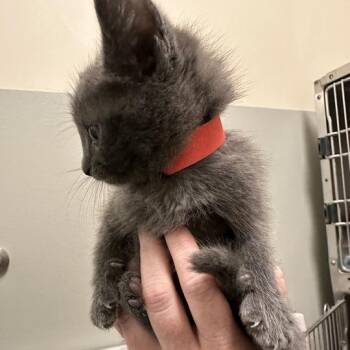 Bucket -  Domestic Short Hair Cat for Adoption - Bucket | PetCurious