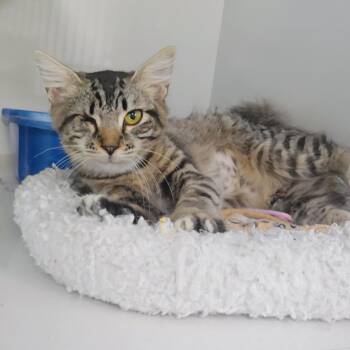 Cupcake -  Domestic Medium Hair Cat for Adoption in Corpus Christi, Texas - Cupcake | PetCurious