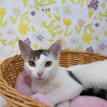 Willow -  Domestic Short Hair Cat for Adoption in Riverwoods, Illinois - Willow | PetCurious
