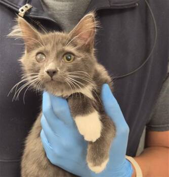 MAGPIE -  Domestic Medium Hair Cat for Adoption in Ontario, California - MAGPIE | PetCurious