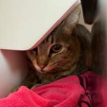 Sorbetto -  Domestic Short Hair Cat for Adoption in Buellton, California - Sorbetto | PetCurious