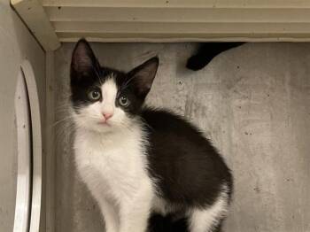 JETT -  Domestic Short Hair Cat for Adoption in Tustin, California - JETT | PetCurious
