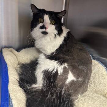 Justin -  Domestic Long Hair Cat for Adoption - Justin | PetCurious