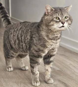 Atlas -  Domestic Short Hair and Tabby Cat Available for Adoption in Chertsey, Quebec - Atlas | PetCurious
