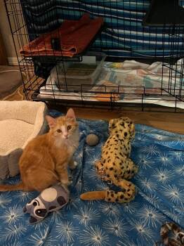 Domestic Medium Hair Cats Available for Adoption in Mustang, Oklahoma - ORANGE SLICE | PetCurious