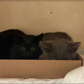 Domestic Short Hair Cats Available for Adoption in Westminster, California - Toofy | PetCurious