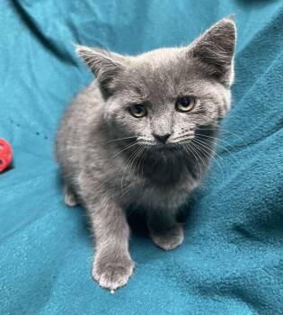 Sylvie -  Domestic Medium Hair Cat for Adoption in Jackson, Michigan - Sylvie | PetCurious