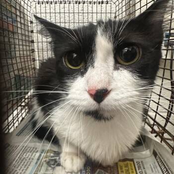 Domestic Medium Hair Cats Available for Adoption in Edinburg, Texas - Mirna | PetCurious