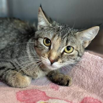 Domestic Short Hair Cats Available for Adoption in Matteson, Illinois - Custard Pie | PetCurious