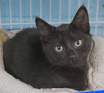 Astrid -  Domestic Short Hair and Bombay Cat for Adoption in Bloomingdale, New Jersey - Astrid | PetCurious