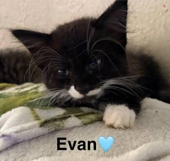 Rescue Tuxedo Cats for Adoption in Beckley, West Virginia - Evan | PetCurious