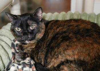 Lindy -  Domestic Short Hair Cat for Adoption in Boise, Idaho - Lindy | PetCurious