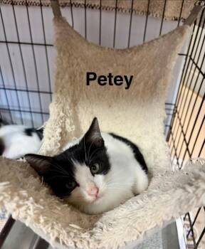 Petey -  Domestic Short Hair Cat for Adoption in Saint Francisville, Louisiana - Petey | PetCurious
