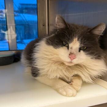 Domestic Medium Hair Cats Available for Adoption - Ozzy | PetCurious