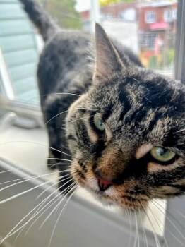 Rescue Domestic Short Hair Cats for Adoption in Montreal, Quebec - Roger | PetCurious