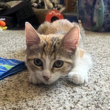 Fiona James -  Domestic Short Hair and Calico Cat for Adoption in Morrison, Colorado - Fiona James | PetCurious
