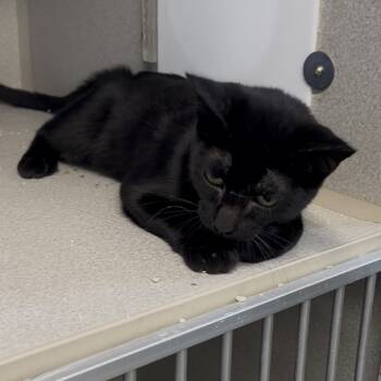 Rescue Domestic Short Hair Cats for Adoption in Austin, Texas - Black Salem | PetCurious