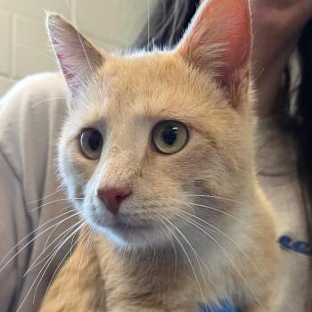 Domestic Short Hair Cats Available for Adoption in Council Bluffs, Iowa - Khaki | PetCurious